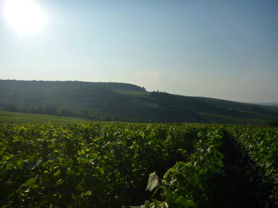 Sint-Martinus den XIIde - Kamp Curfoz JIN 2013